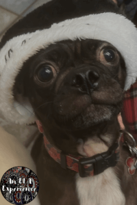 Max, a pug mix, is pictured wearing a bah humbug hat.